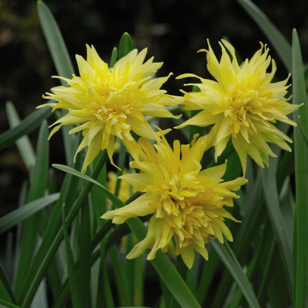 Thompson and Morgan Daffodil Rip Van Winkle Spring Planting Bulb 40 Pack Image 2