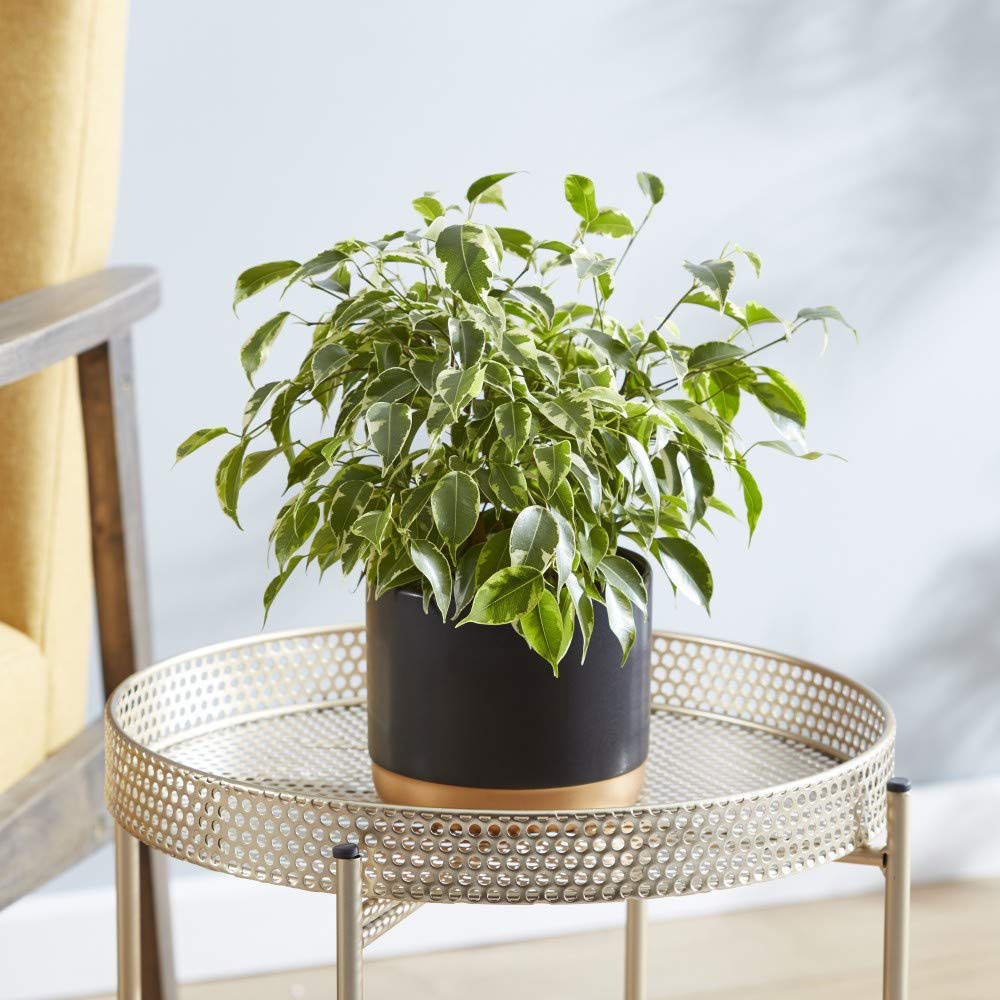 Thompson & Morgan Ficus Benjamina Variegated Weeping Fig Potted Plant 12cm Image 4