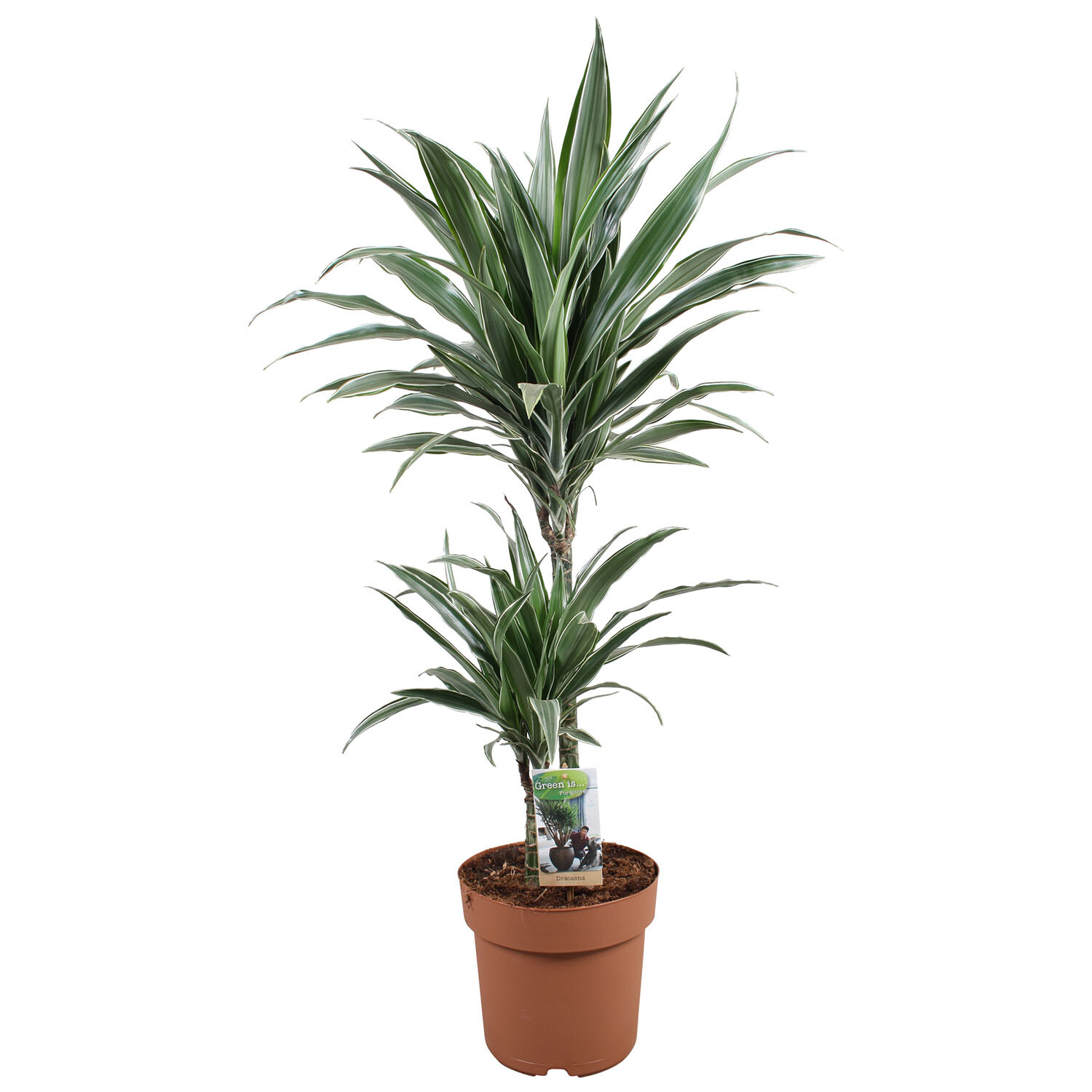 Dracaena Warneckei - Green Image