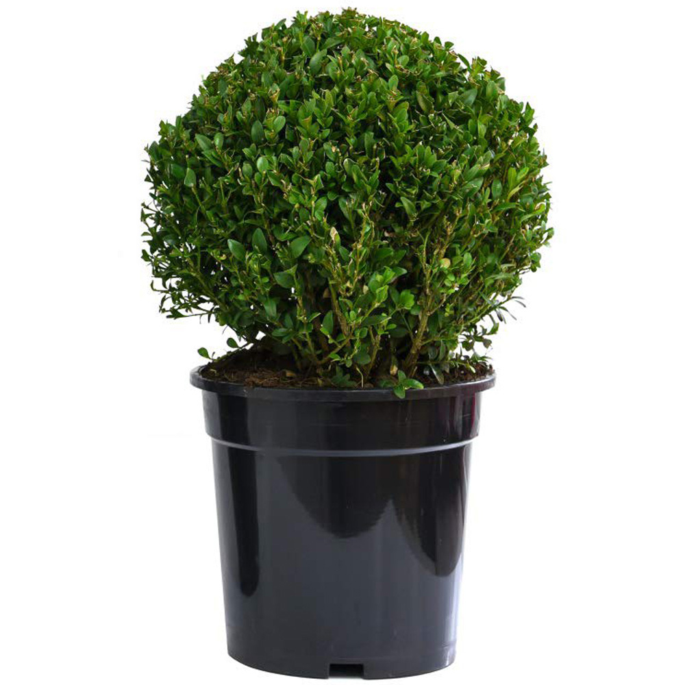 Thompson and Morgan Buxus Sempervivum Ball Plant Pot 23cm with Biscotti Plant Pot Image 2