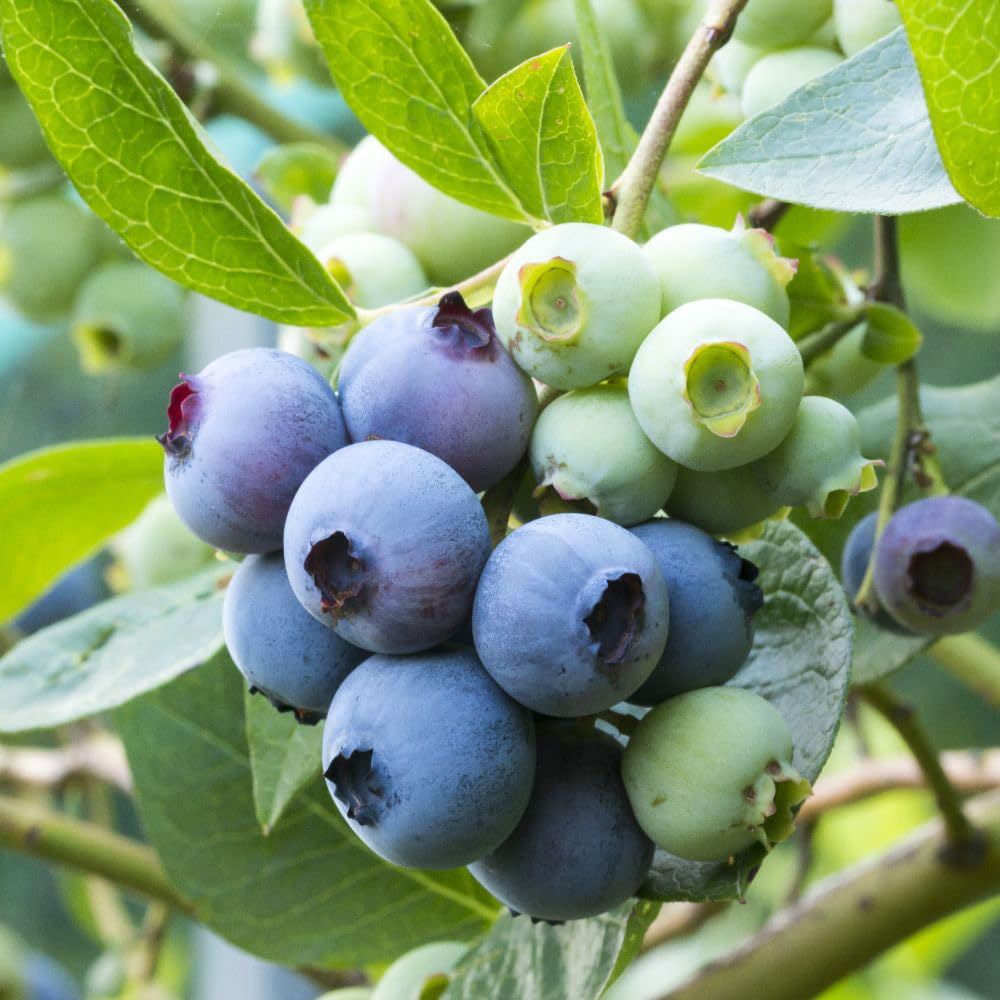 Thompson and Morgan Organic Blueberry Patriot Plant Pot 2L 2 Pack Image 2