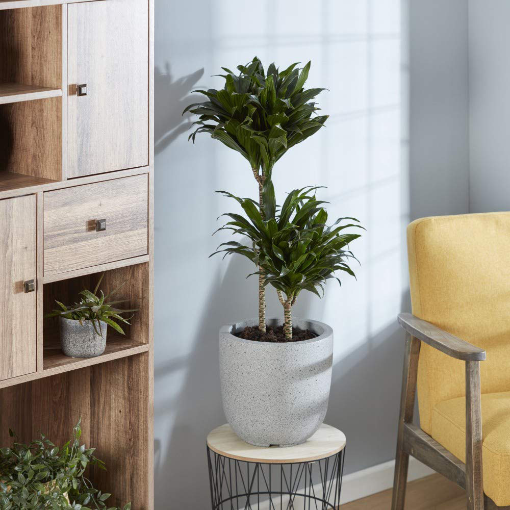 Thompson & Morgan Dracaena Dragon Tree Fragrans Compacta Potted Plant 19cm Image 6