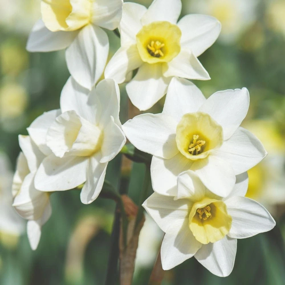Thompson and Morgan Daffodil Jonquilla Pueblo Planting Bulb 32 Pack Image 4
