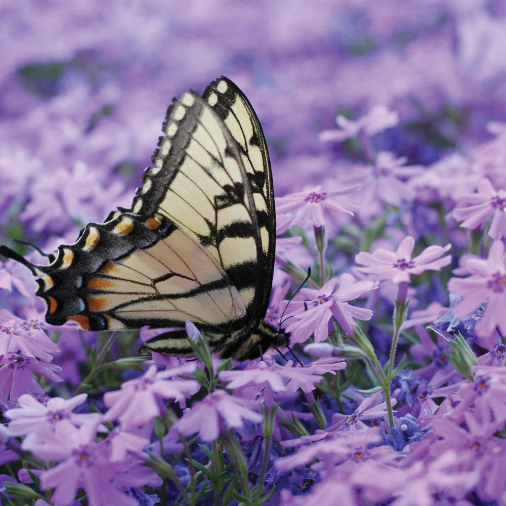 Thompson and Morgan Creeping Phlox Collection 2023 Ground Cover Perennial 10 Postiplugs Image 3
