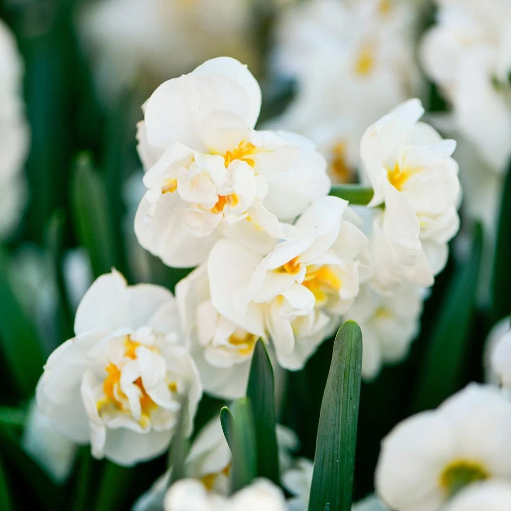 Thompson and Morgan Daffodil Bridal Crown Creamy White and Yellow Planting Bulb 16 Pack Image 3