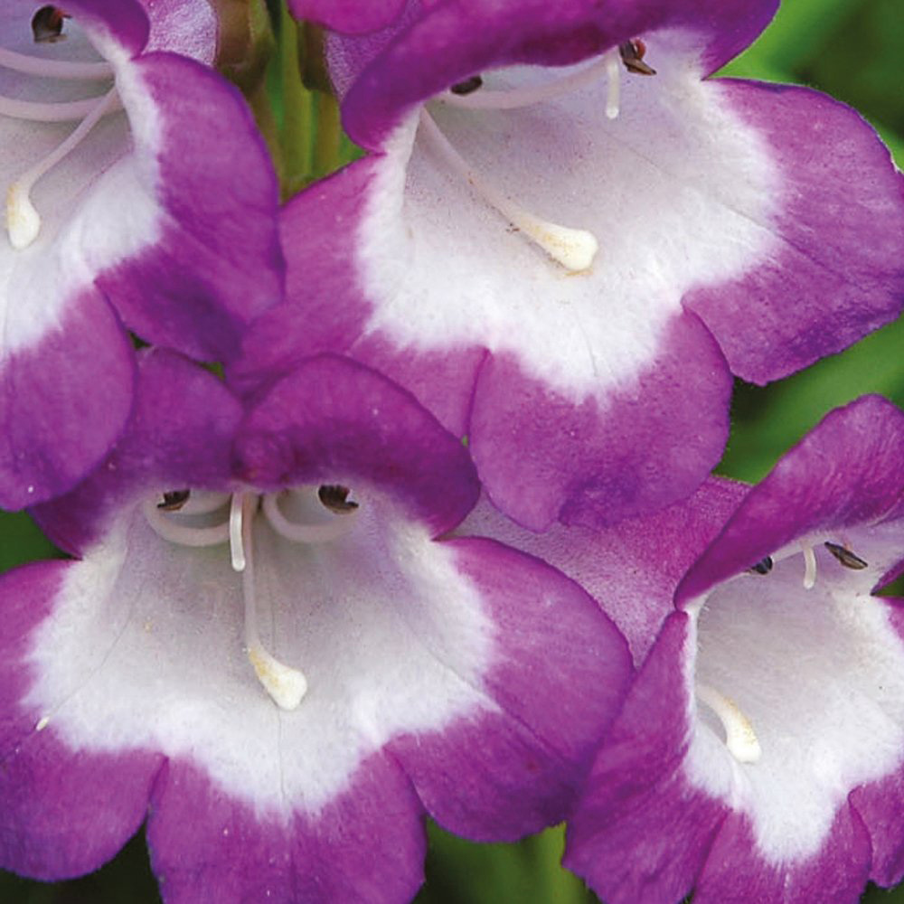 Thompson and Morgan Pestemon Pensham Czar Plant Pot 1L Image 2