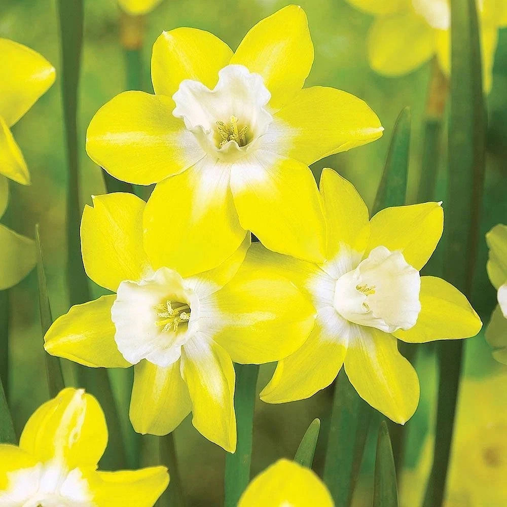 Thompson and Morgan Daffodil Super Scented Jonquilla Collection Spring Planting Bulb 40 Pack Image 6
