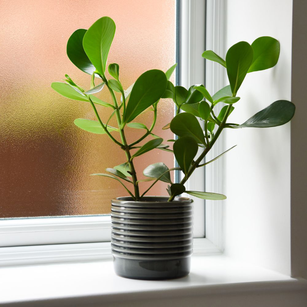 Thompson and Morgan Clusia Rosea Princess Potted Plant 12cm Image 3