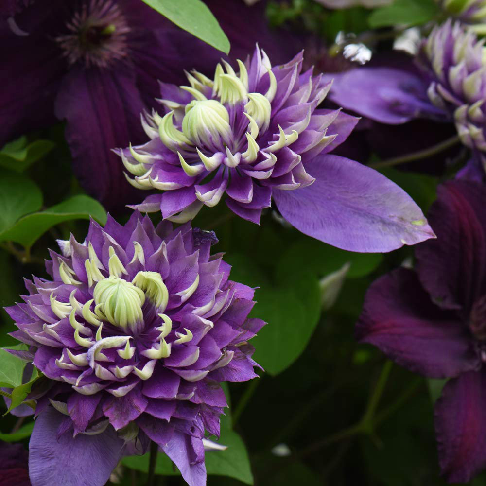 Thompson and Morgan Clematis Florida Taiga Plant Pot 11cm Image 7