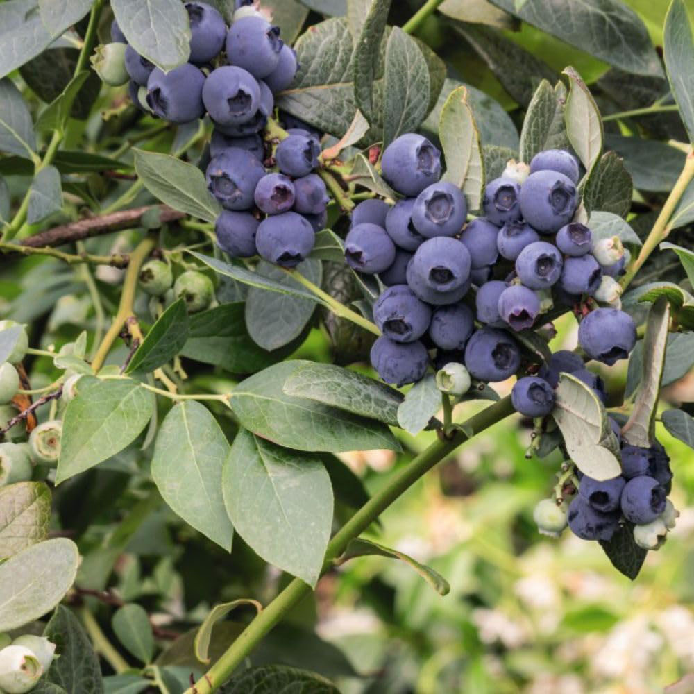 Thompson and Morgan Blueberry Duo Plant Pot 9cm 4 Pack Image 3