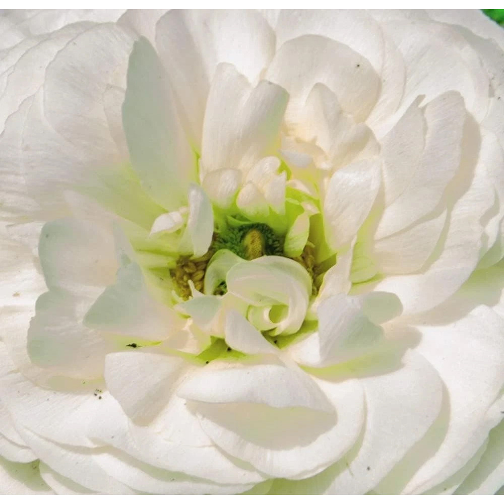 Thompson and Morgan Ranunculus White Autumn Planting Bulb 8 Pack Image 4
