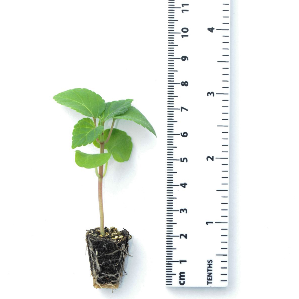 Thompson and Morgan Salvia Microphylla Amethyst Lips Postiplugs 3 Pack Image 3