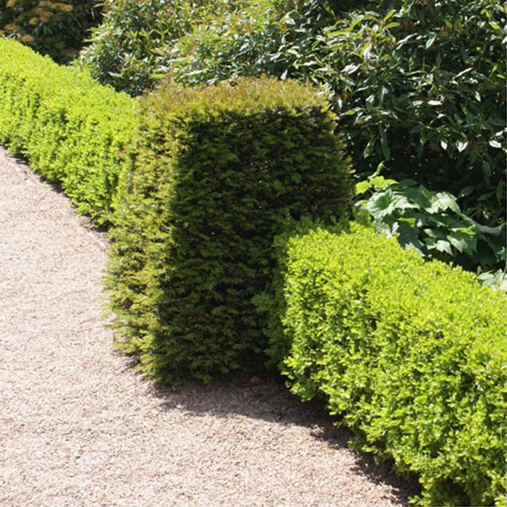 YouGarden Box Hedging Plants 10 Pack Image 3