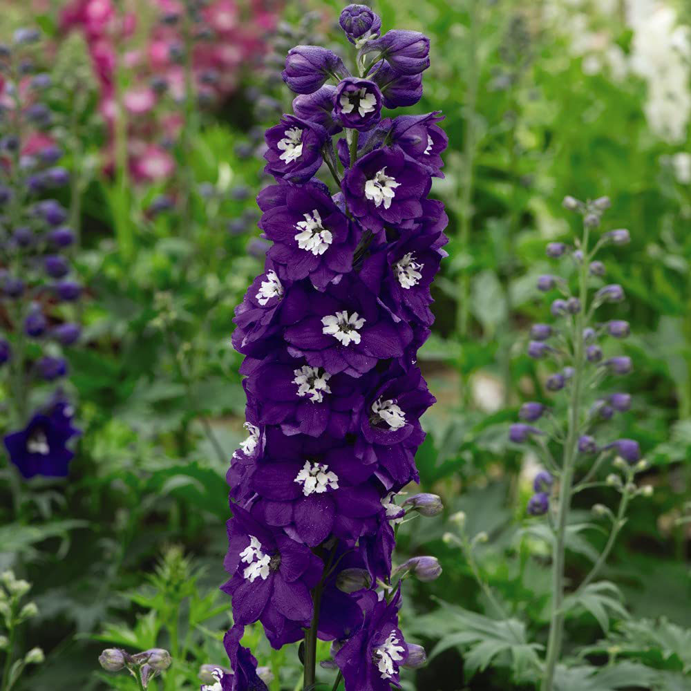 Thompson and Morgan Delphinium M Fountain Blue White Bee Garden Ready Plant 30 Pack Image 1