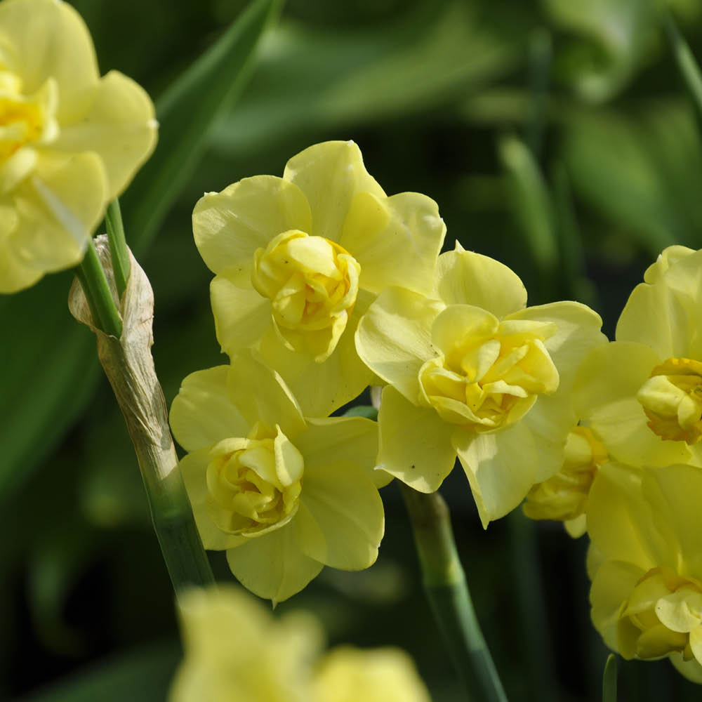 YouGarden Narcissus Yellow Cheerfulness Planting Bulb 15 Pack Image 3