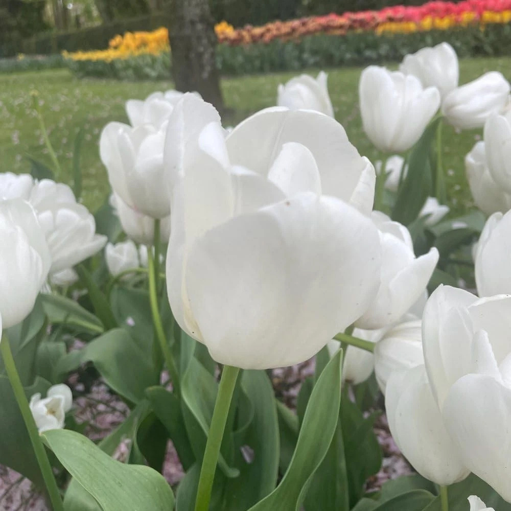 Thompson and Morgan Tulip Single Early White Prince Planting Bulb 16 Pack Image 4