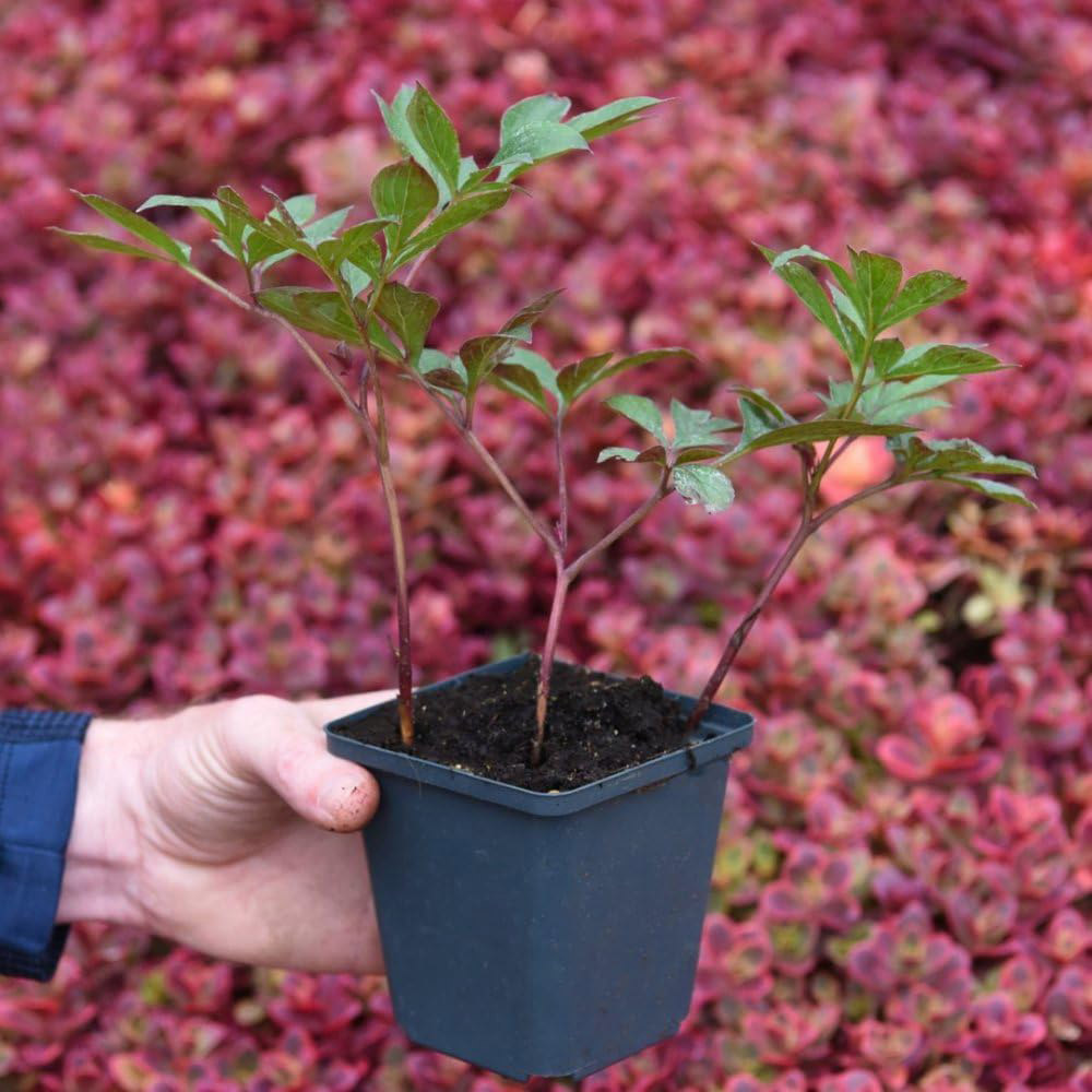 Thompson and Morgan Paeonia Double Red Fragrant Hardy Perennial Plant Pot 9cm Image 2