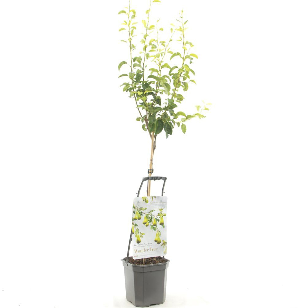 Thompson & Morgan Pear Pyrus Conference Patio Standard Quince C Potted Plant 5L Image 2