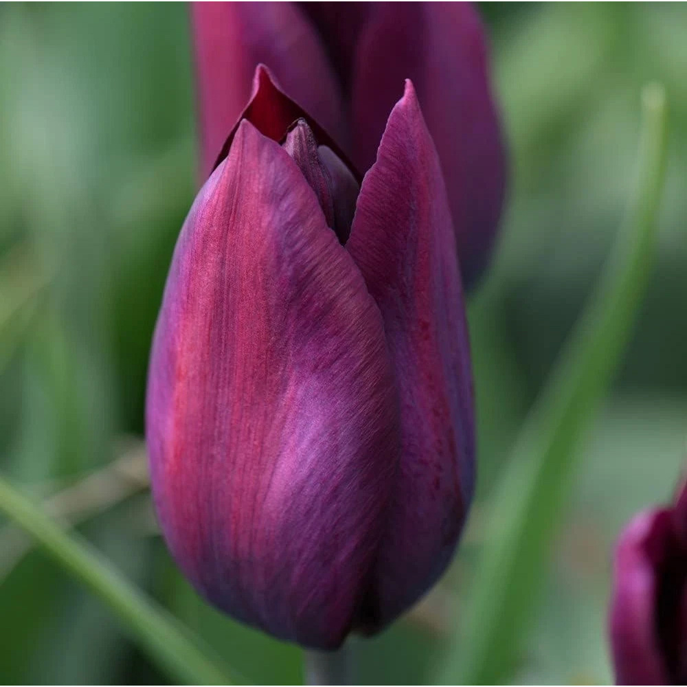 Thompson and Morgan Tulip Early Havran Autumn Planting Bulb 8 Pack Image 3