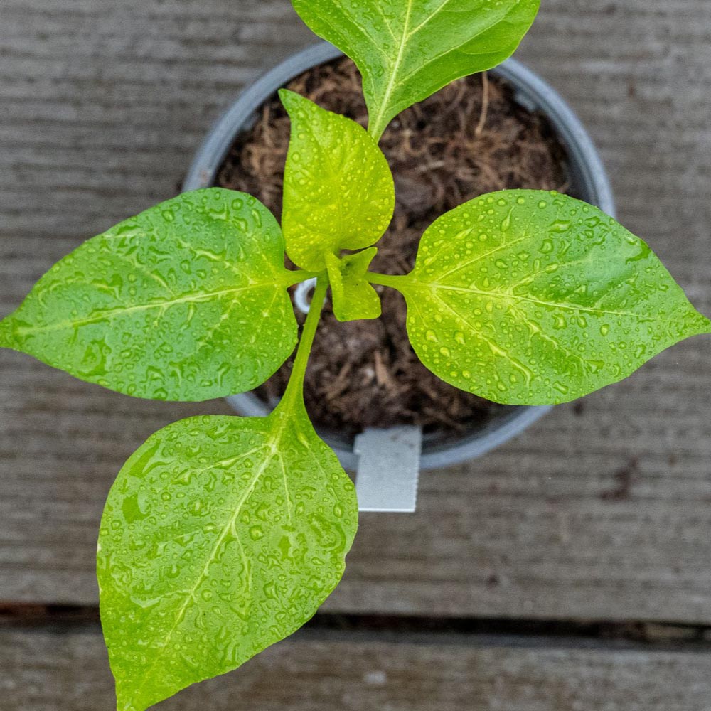 Thompson and Morgan Pepper Sweet Solario Grafted Plant Pot 9cm Image 2