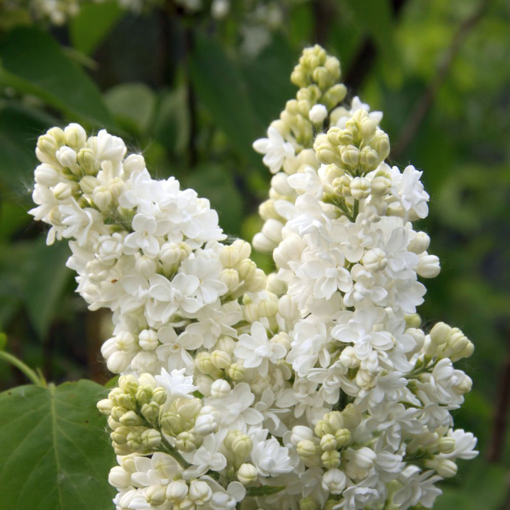 Thompson and Morgan Syringa Vulgaris Mme Lemoine Plant Pot 9cm Image 1