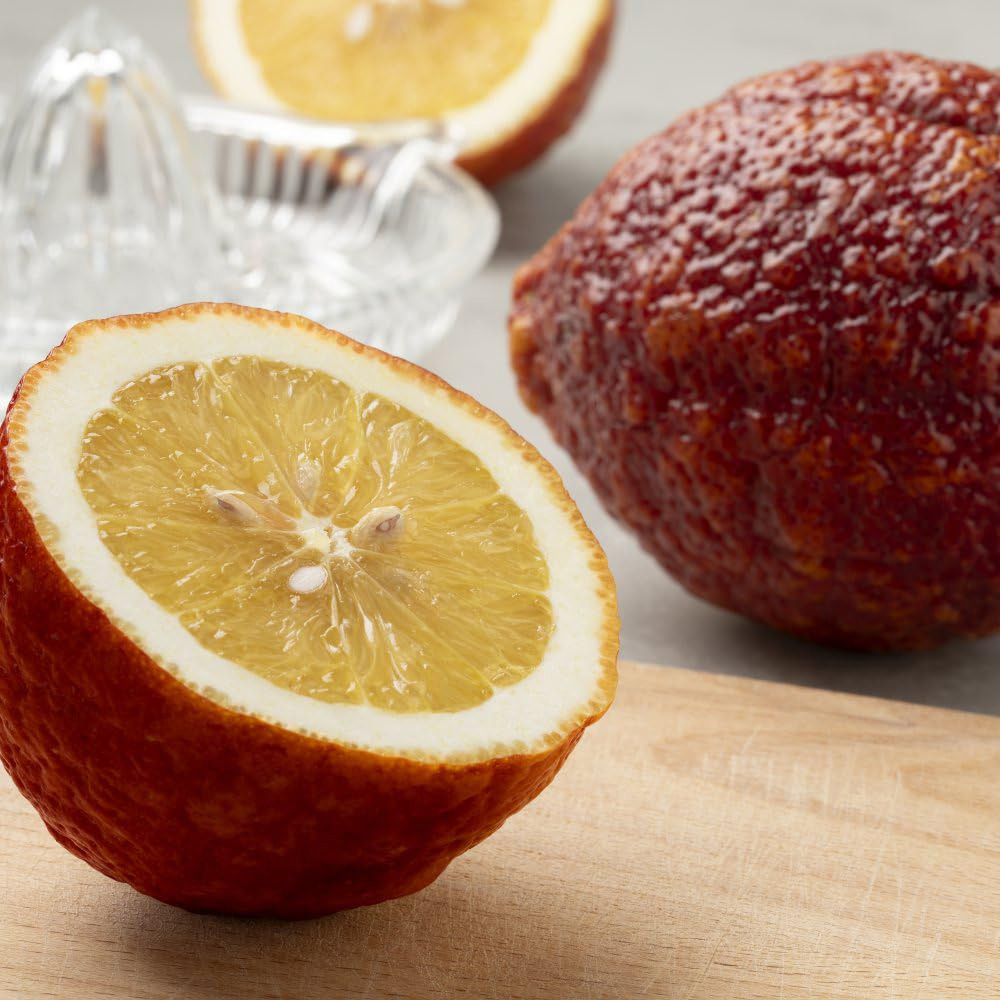 Thompson and Morgan Citrus Tree Red Lemon Limone Rosso Potted Plant 18cm 2 Pack Image 2