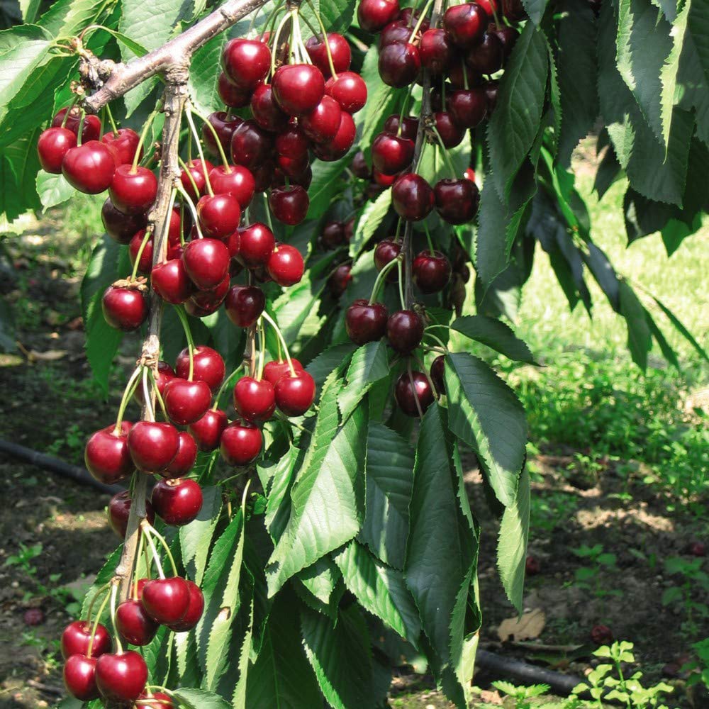 Thompson and Morgan Cherry Prunus Stella Patio Standard Colt Plant Pot 5L Image 6