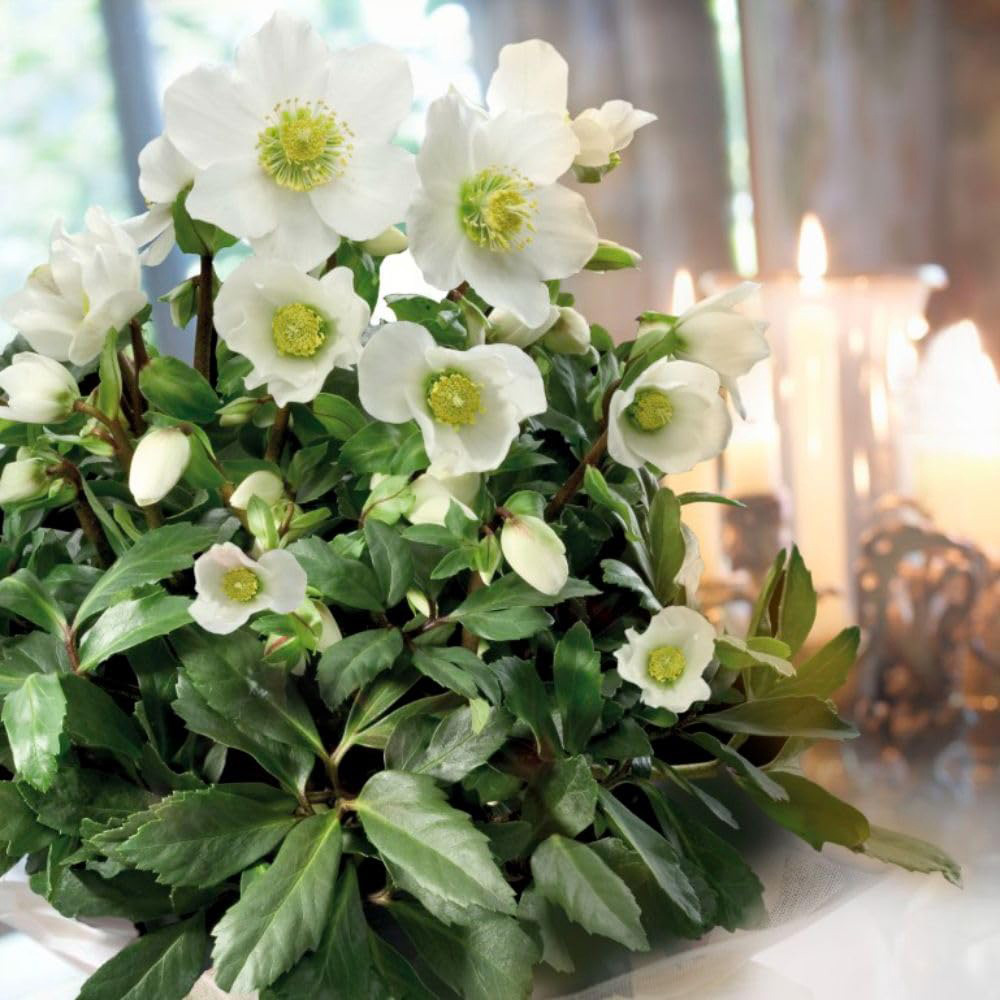 Thompson and Morgan Helleborus Niger Plant Pot 9cm Image 3