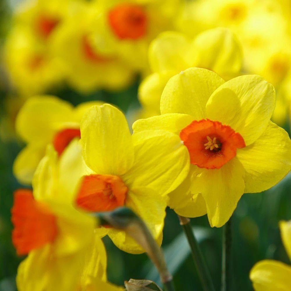Thompson and Morgan Daffodil Jonquilla Martinette Planting Bulb 16 Pack Image 2