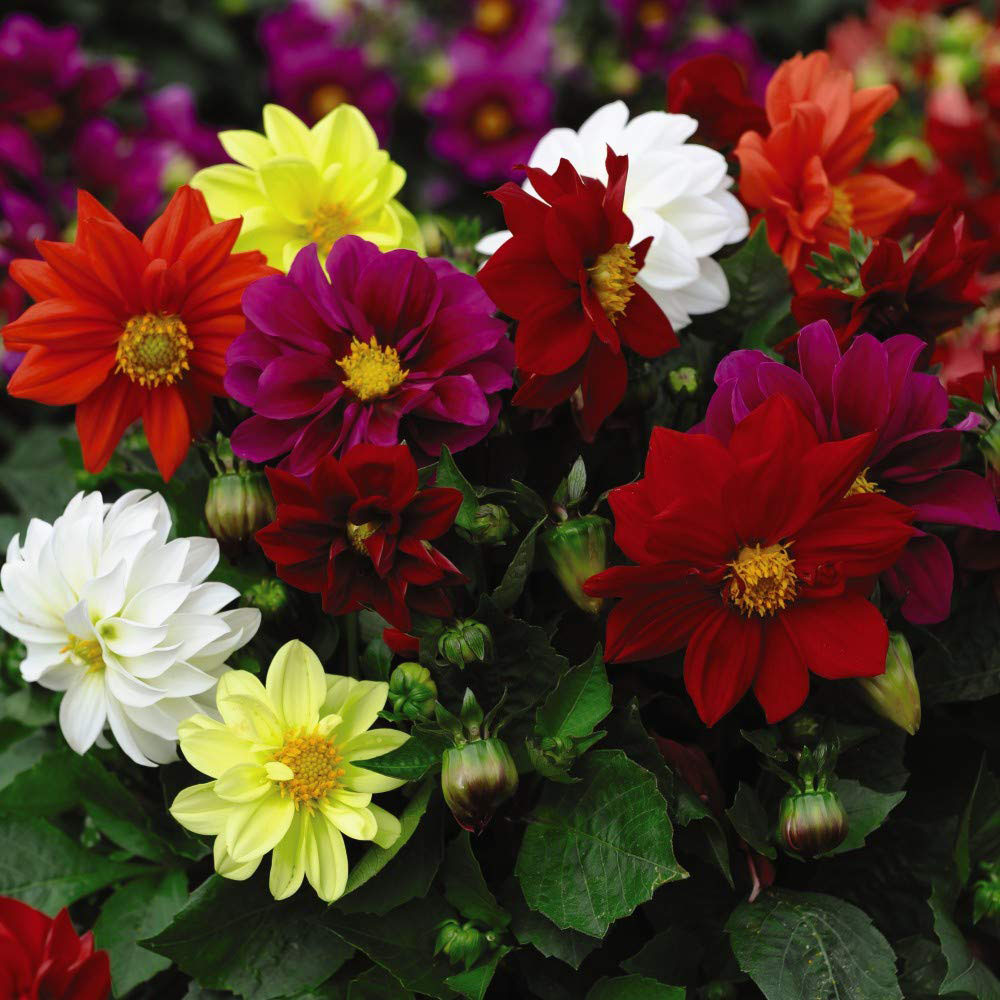 Thompson and Morgan Dahlia Figaro Garden Ready Plant 15 Pack Image 1