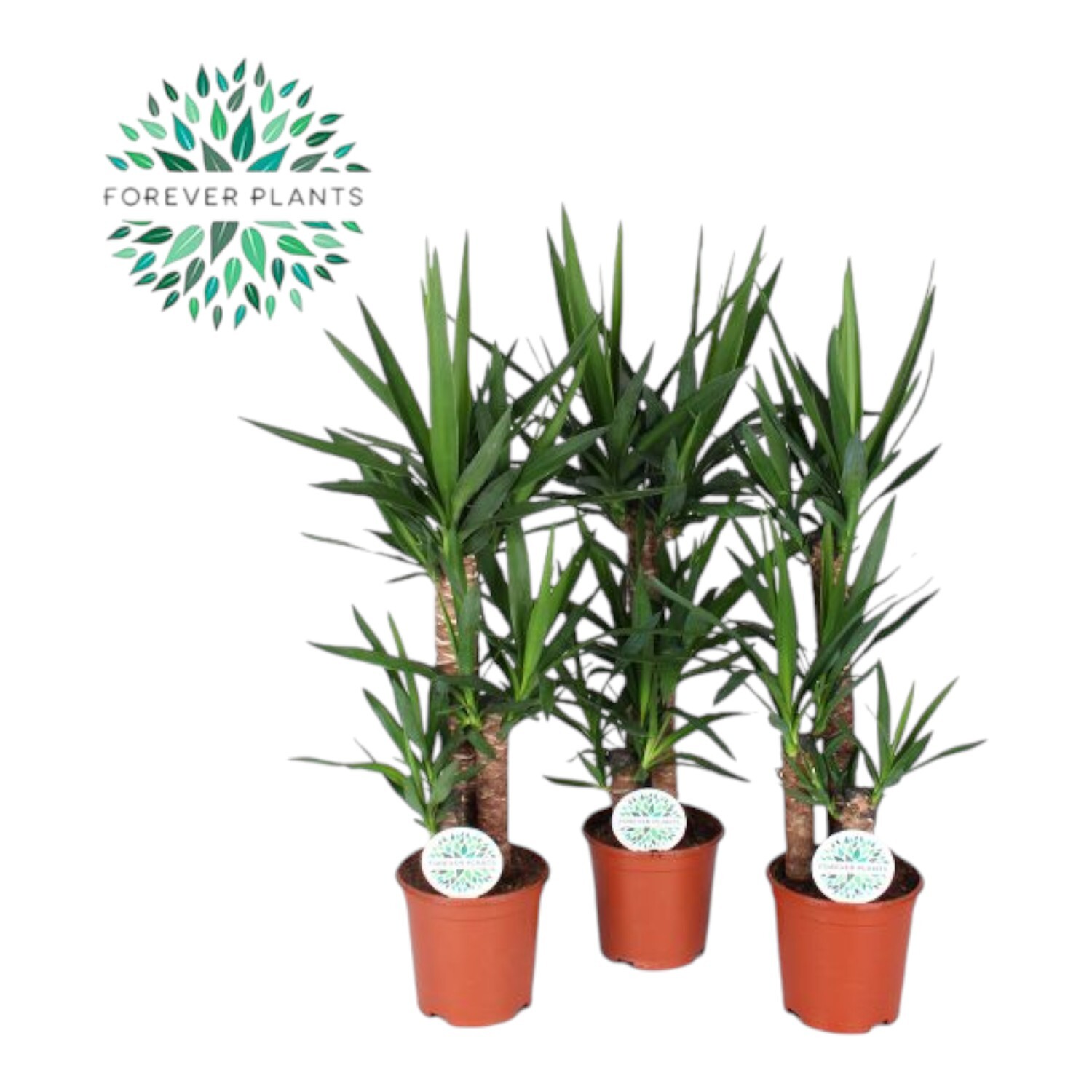 Yucca Potted Houseplant Image 3