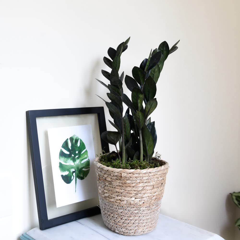 Thompson and Morgan Almost Unkillable Mixed Collection House Plant 3 Pack Image 3