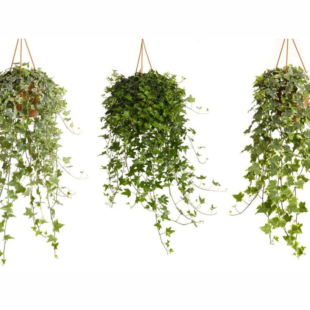 Thompson and Morgan Hedera Helix Mix Plant Pot 19cm Image 2