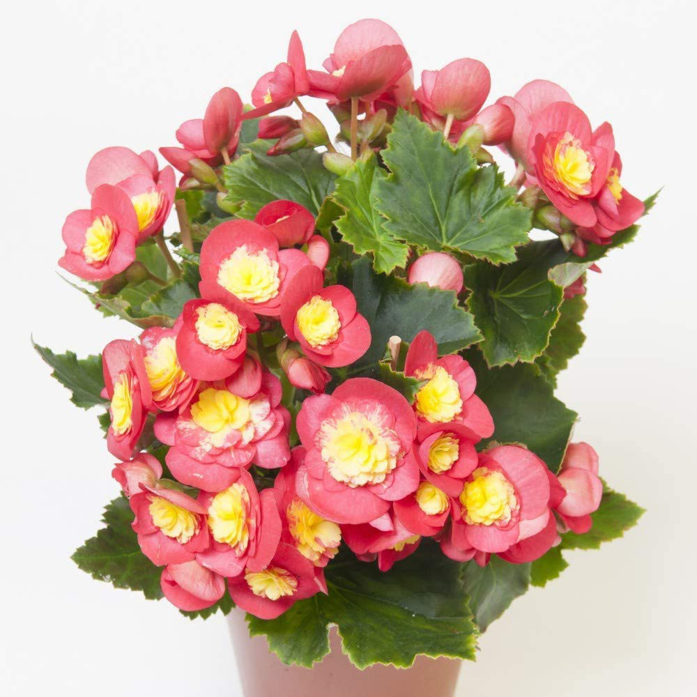 Thompson and Morgan Begonia Valentino Pink Potted Plant 14cm 2 Pack Image 2
