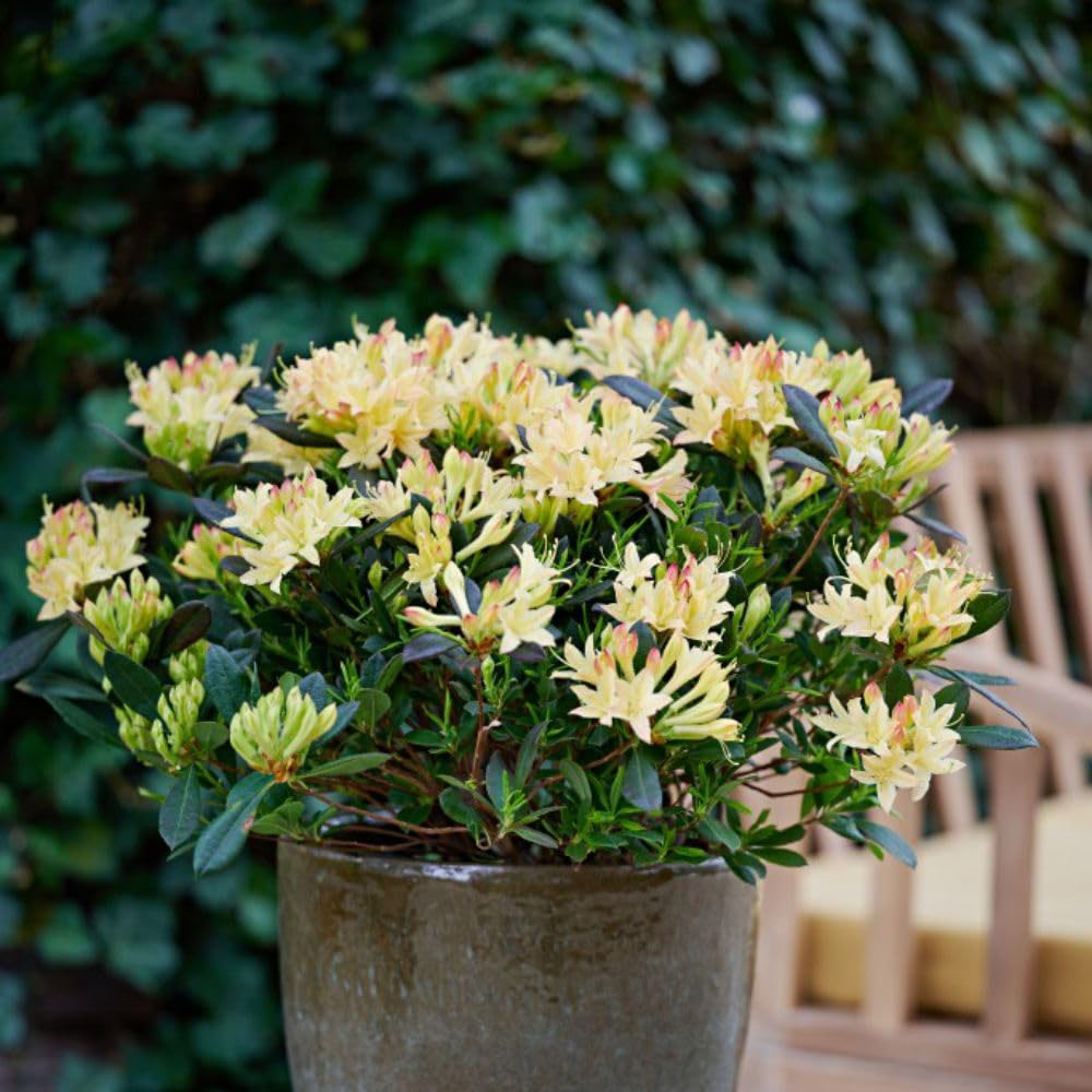 Thompson and Morgan Azalea mollis Parfumollis Yellow Plant Pot 19cm Image 4