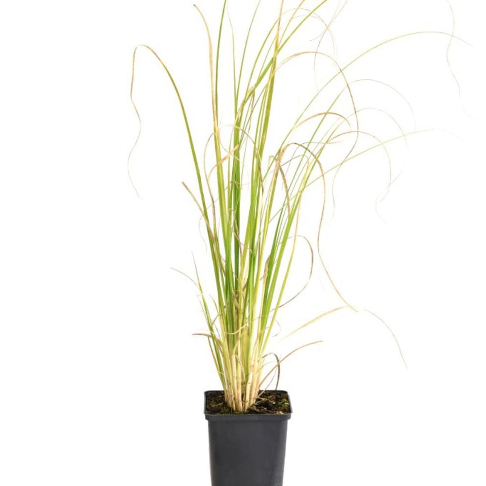 Thompson and Morgan Cortaderia Selloana Rosea Potted Plant 9cm 3 Pack Image 2