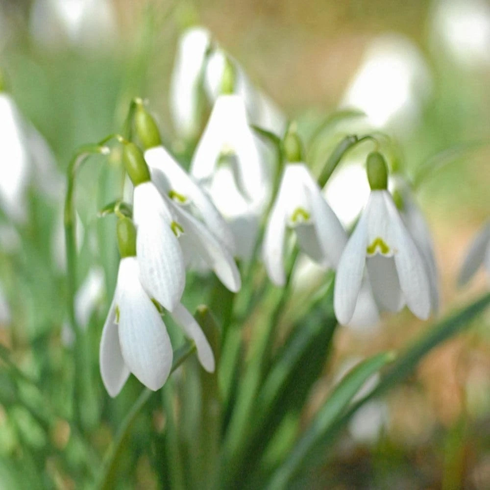 Thompson and Morgan Galanthus Nivalis Single Flowered Autumn Planting Bulb 16 Pack Image 3