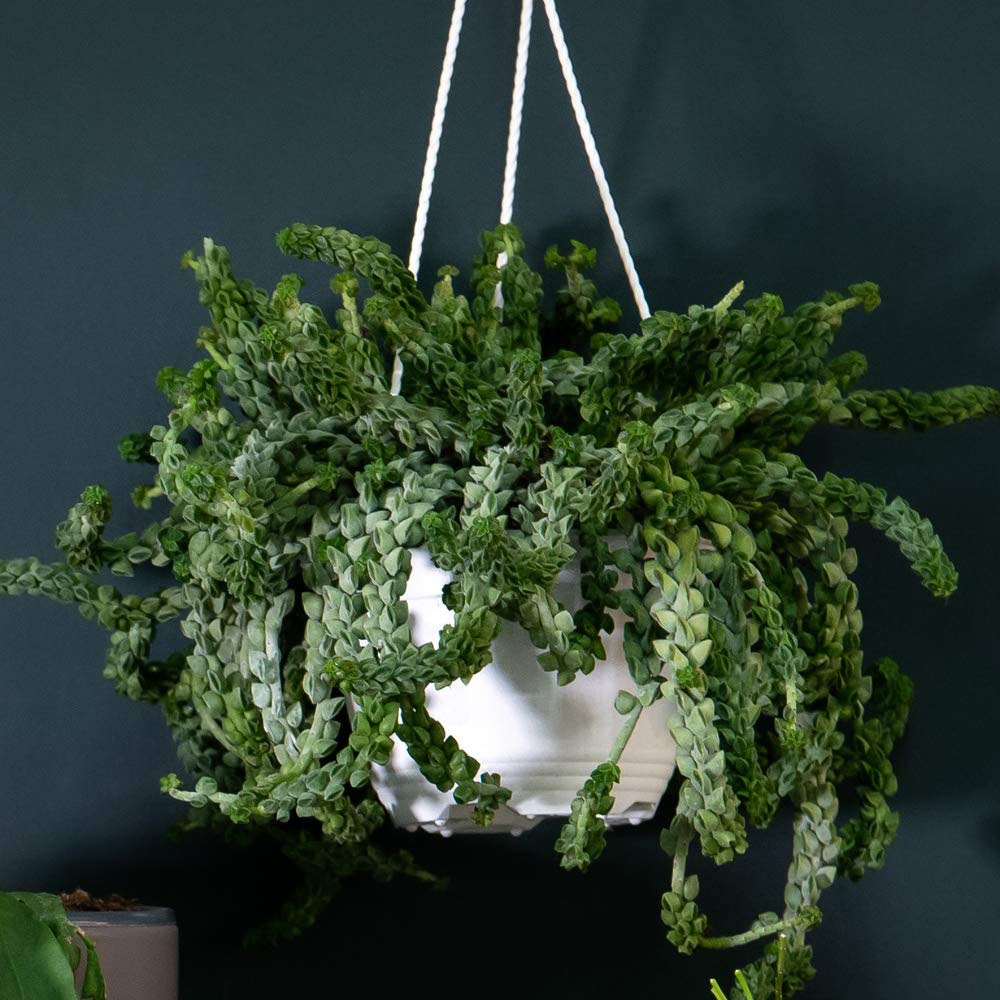 Thompson and Morgan Nurserymans Choice Succulent Hanging Plant Pot 14cm Image 6