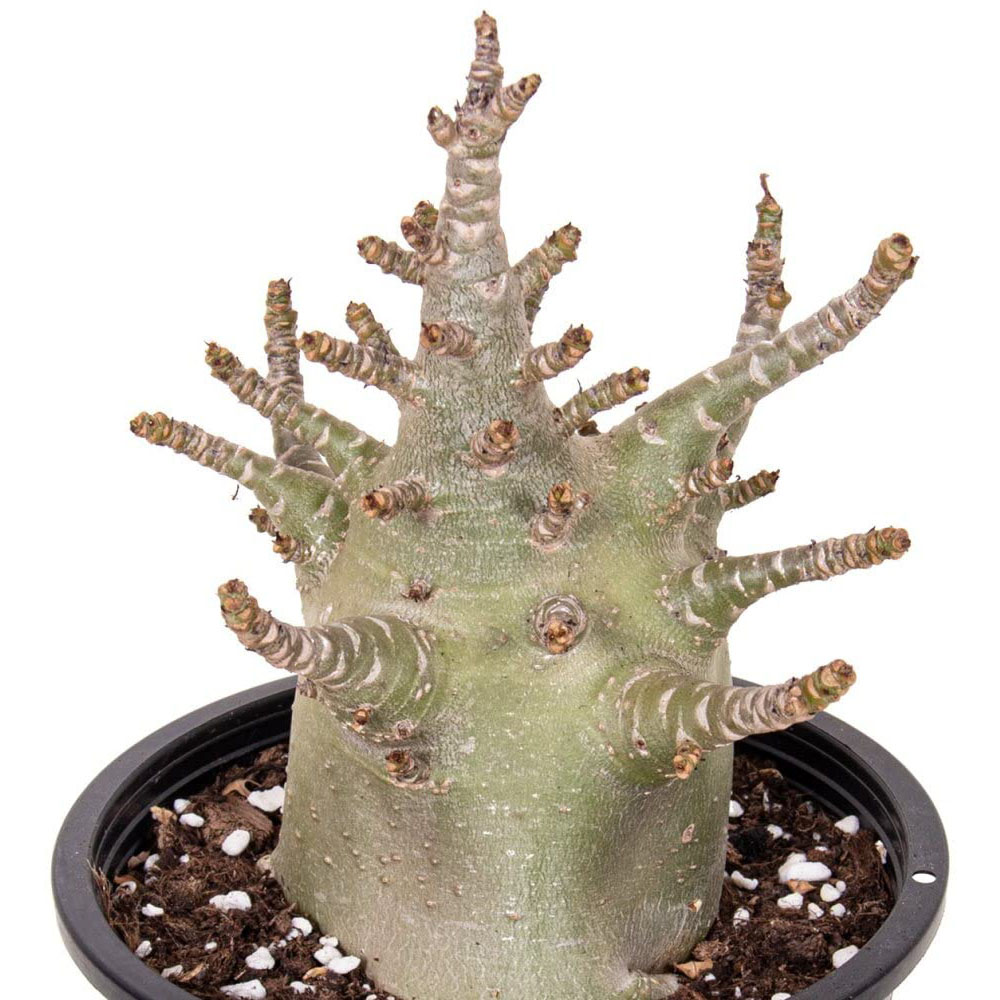 Thompson & Morgan Adenium NB Ansu Baobab Potted Plant 15cm Image 2