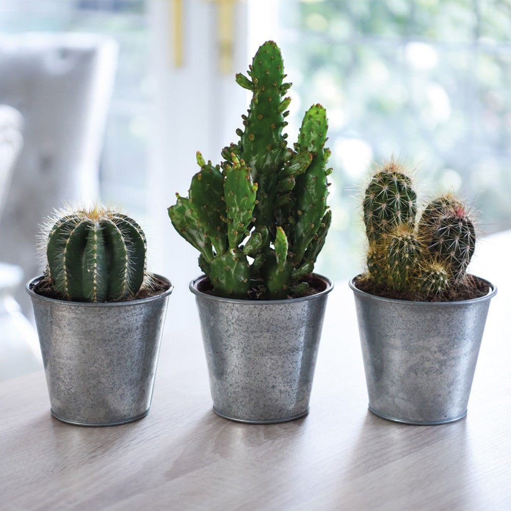 Thompson & Morgan Cactus Mix Potted Plant 10.5cm 5 Pack Image 1