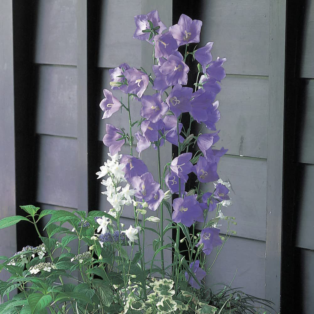 Thompson and Morgan Campanula Persicifolia Takion Blue Garden Ready Plant 15 Pack Image 2
