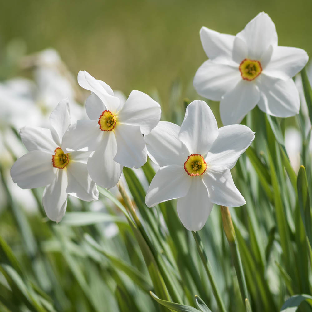YouGarden Narcissus Pheasant Eye Planting Bulb 24 Pack Image 2