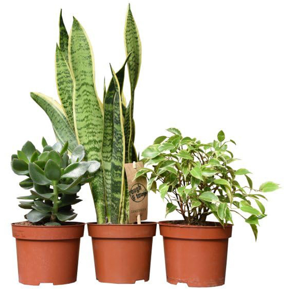 Thompson and Morgan Easy Sleep Collection Plant in Pot 12cm 3 Pack Image 2