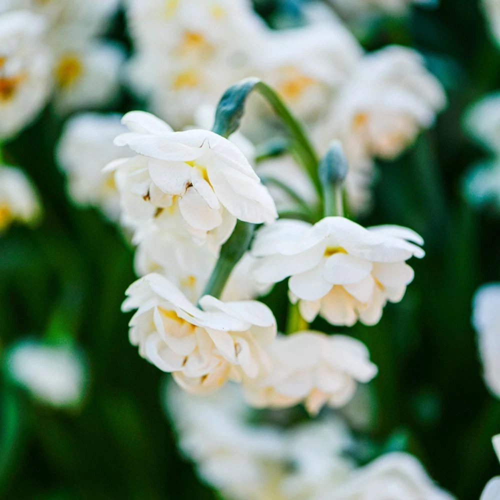 Thompson and Morgan Daffodil Bridal Crown Creamy White and Yellow Planting Bulb 32 Pack Image 6