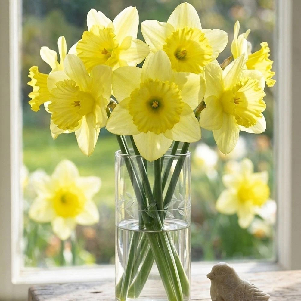 Thompson and Morgan Daffodil St Patricks Day Planting Bulb 32 Pack Image 3