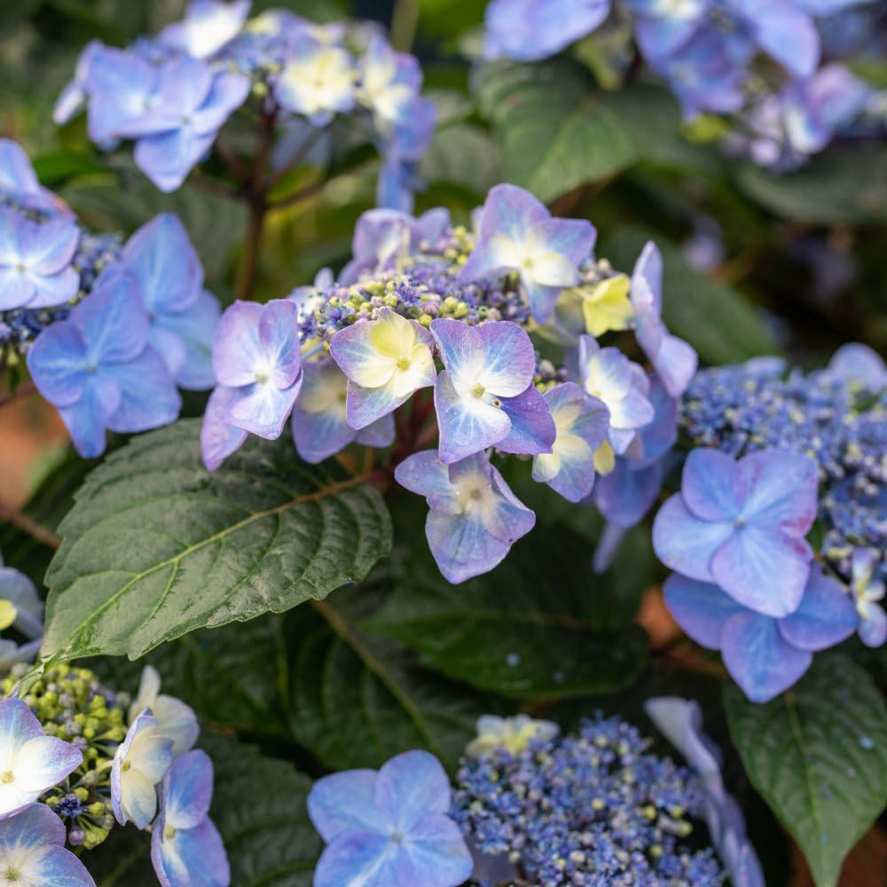 Thompson and Morgan Hydrangea Endless Summer Pop Star Plant Pot 3L 2 Pack Image 2