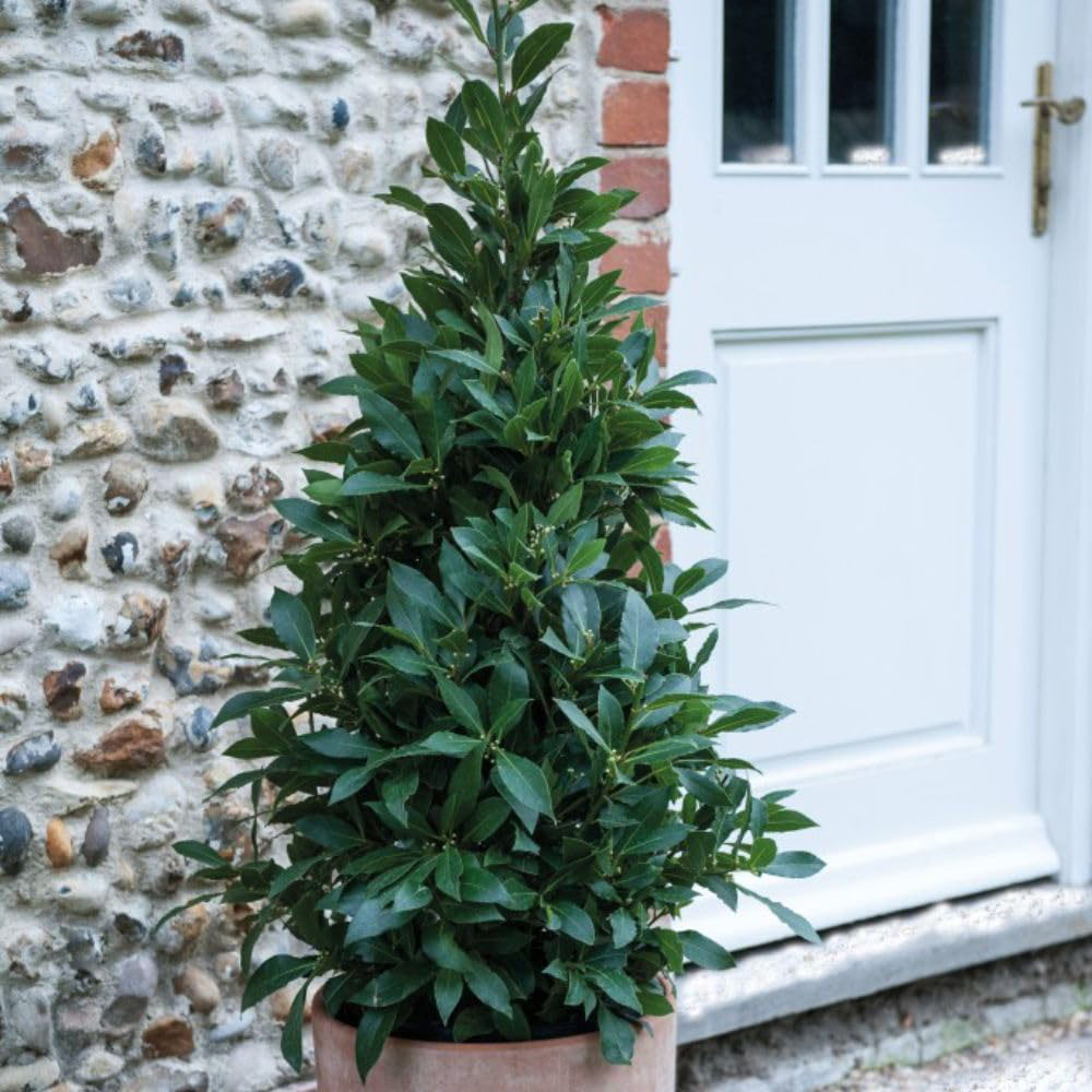 Thompson & Morgan Laurus Nobilis Pyramid Tall Potted Plant 20cm Image 3