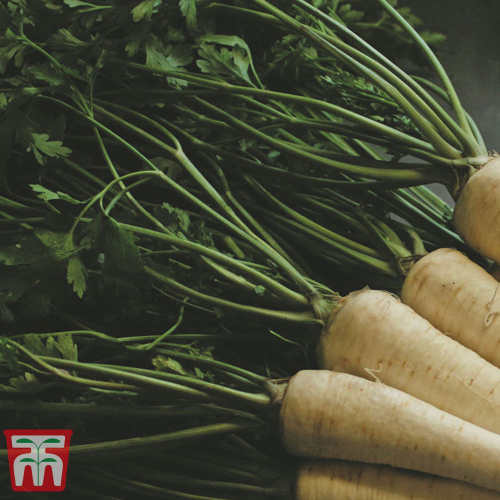 Thompson & Morgan Parsley Hamburg Arat Seeds Image 2