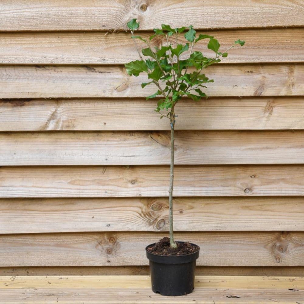 Thompson and Morgan Syringa Meyeri Palibin Plant Pot 2L 4 Pack Image 4