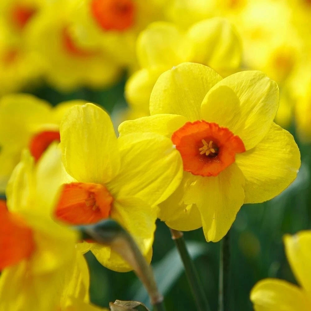 Thompson and Morgan Daffodil Jonquilla Martinette Planting Bulb 16 Pack Image 3